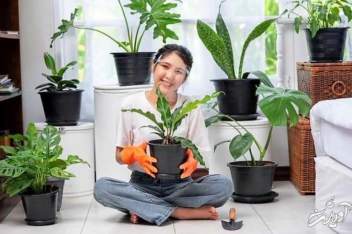 خواص گیاهان آپارتمانی برای بدن تاثیر گیاهان آپارتمانی